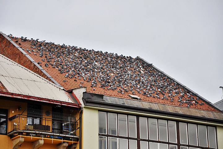 A2B Pest Control are able to install spikes to deter birds from roofs in Mayfair. 
