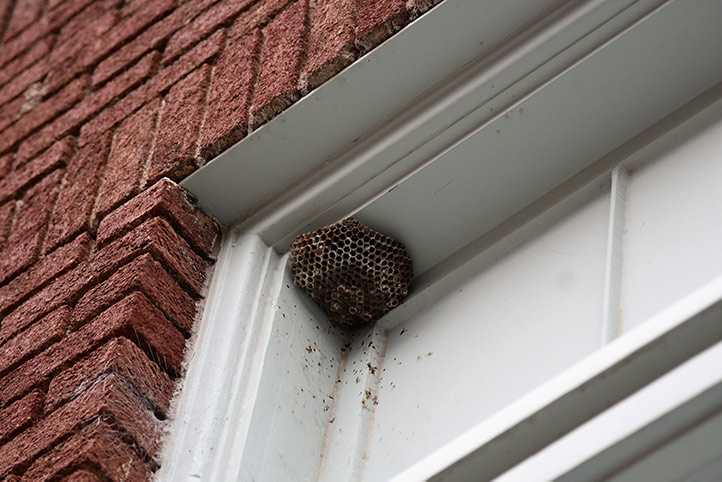 We provide a wasp nest removal service for domestic and commercial properties in Mayfair.